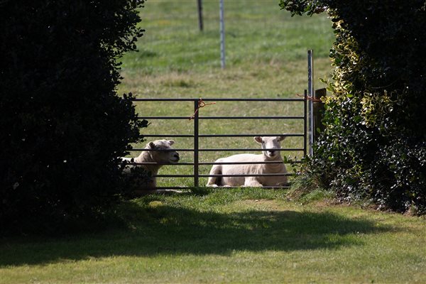 Devonclosewool Sheep